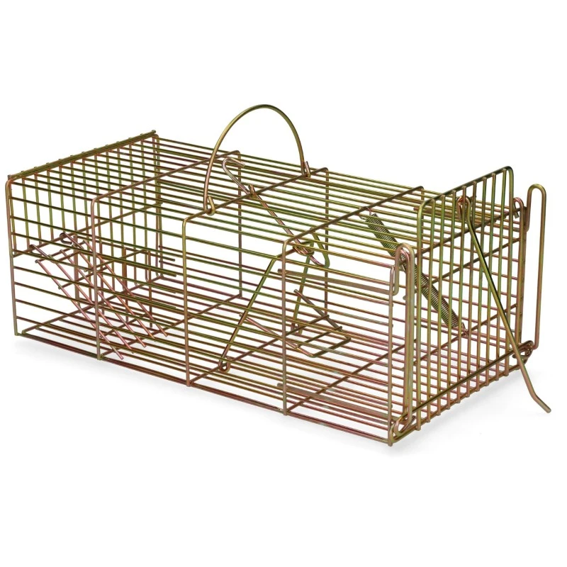 Gaun Inloopval Rat Levend Massa 3 Gaun Inloopval Rat Levend Massa